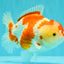 A Grade Red White Yuanbao Female 6 inches #101626YB_30