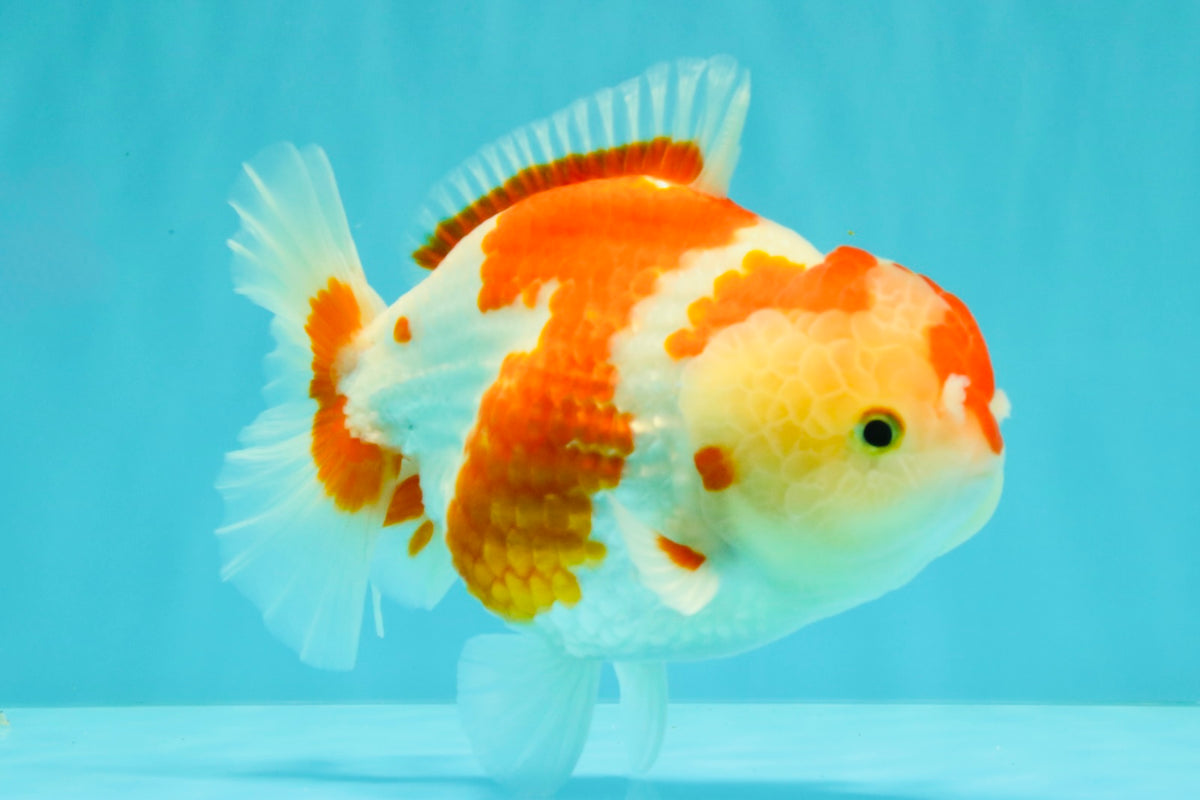 A Grade Red White Yuanbao Female 6 inches #101626YB_30