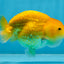 Cheese LionChu Female 4 inches #070425LC_14