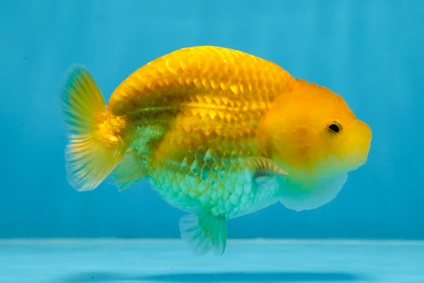 Cheese LionChu Female 4 inches #070425LC_14