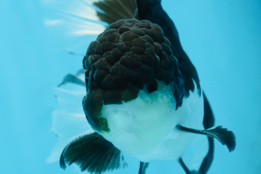 ELVIS PRESLEY A Grade Panda Oranda Male  5.5 inches #082225OR_18