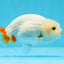 Red White Lipstick Lionchu Male 3.5 inches #0906LC_06