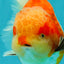 AAA Grade Sakura Yuanbao Male 5-5.5 inches #100226YB_06