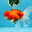 A Grade Sakura Oranda Female 5.5  inches #071125OR_09