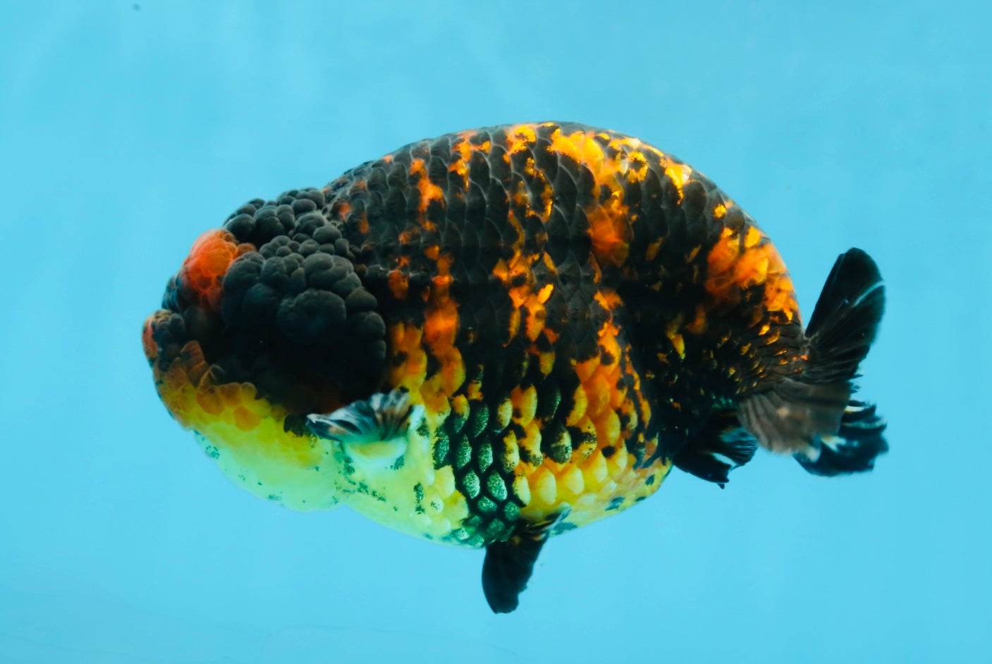 A Grade Tiger Strong Body Structure LionKing 5.5 inches #101725LC_22