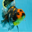 A Grade Kirin Tiger Oranda Female 5.5-6 inches #050925OR_32