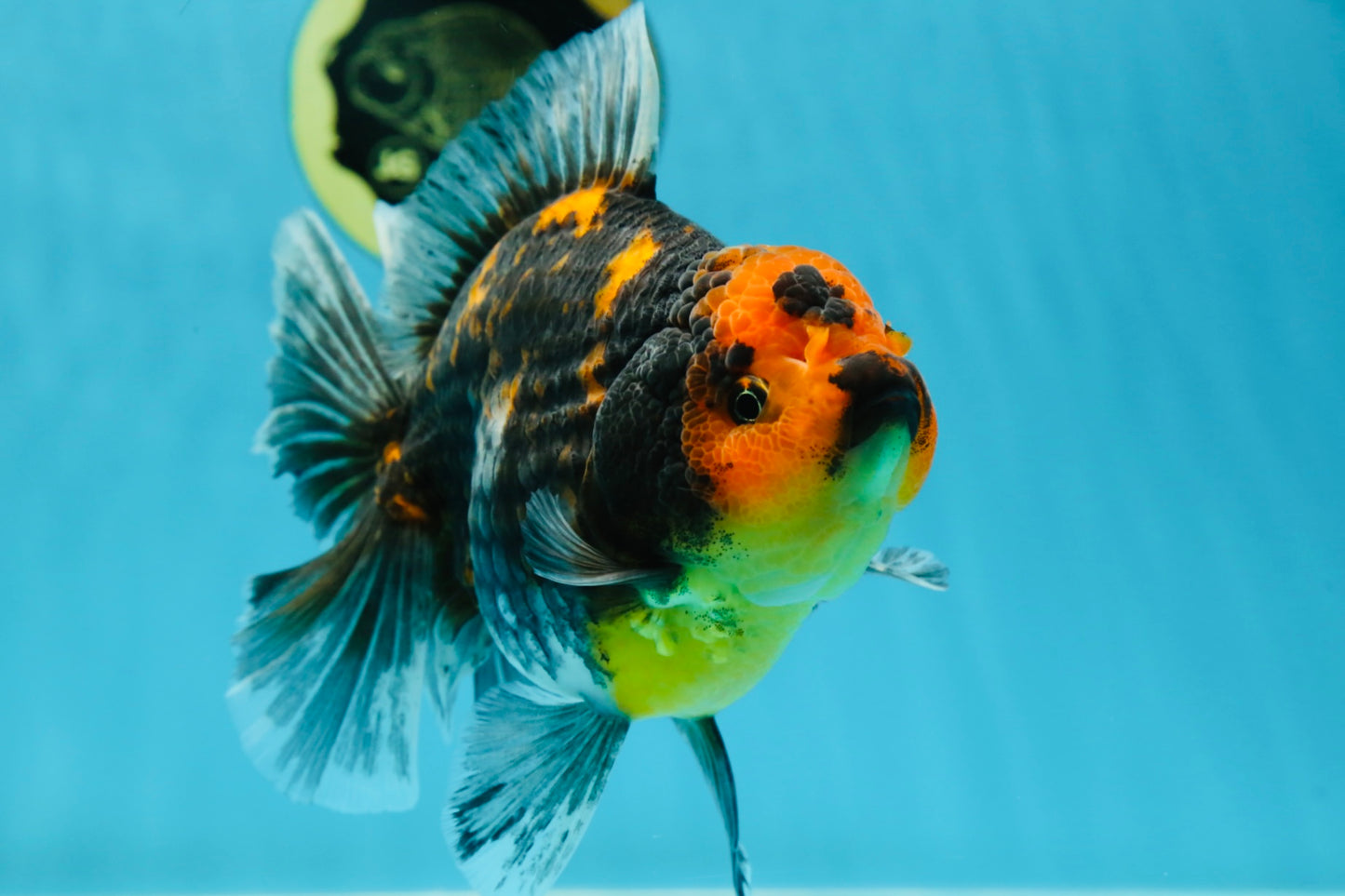 A Grade Kirin Tiger Oranda Female 5.5-6 inches #050925OR_32