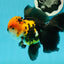 A Grade Tricolor Oranda Male 5.5 inches #112224OR_14