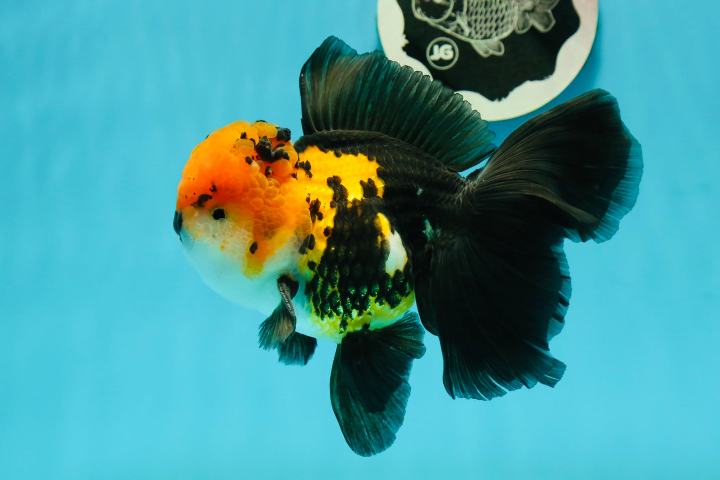 A Grade Tricolor Oranda Male 5.5 inches #112224OR_14