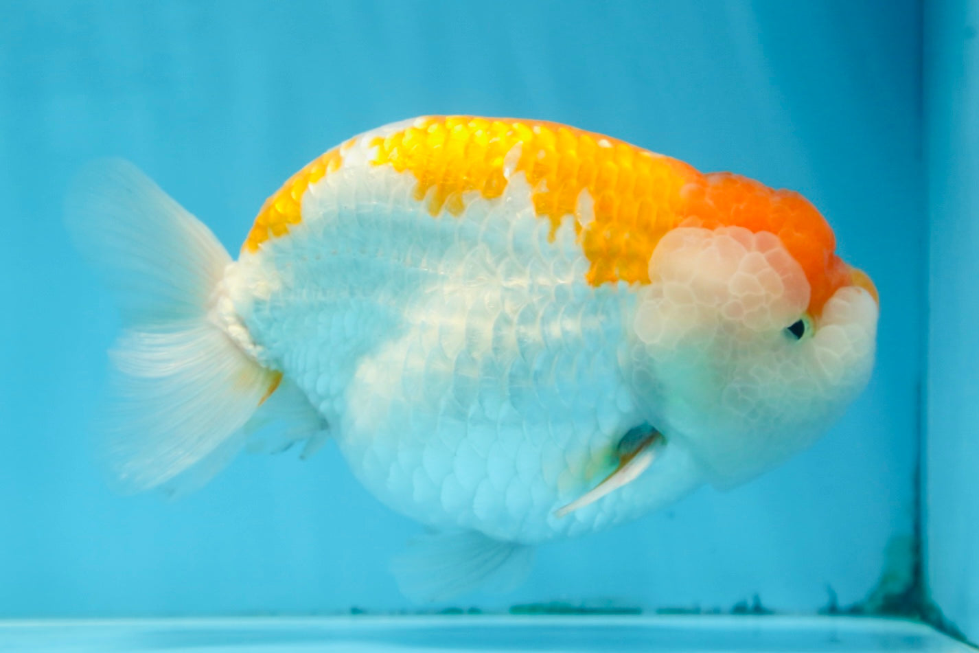 AAA Grade CHUBBY Orange White LionKing 6 inches #091225LC_05