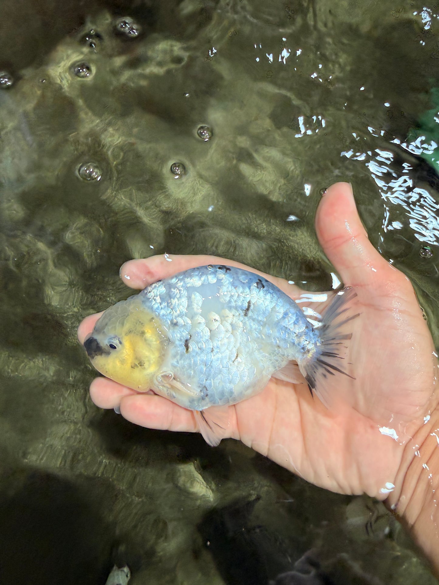 UNIQUE AAA Grade Jumbo Bloodline White Tiger Ranchu Male 4.5-5 inches #071726RC_06
