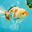 AAA Grade Red White Oranda Male 5.5-6 inches #072426OR_10