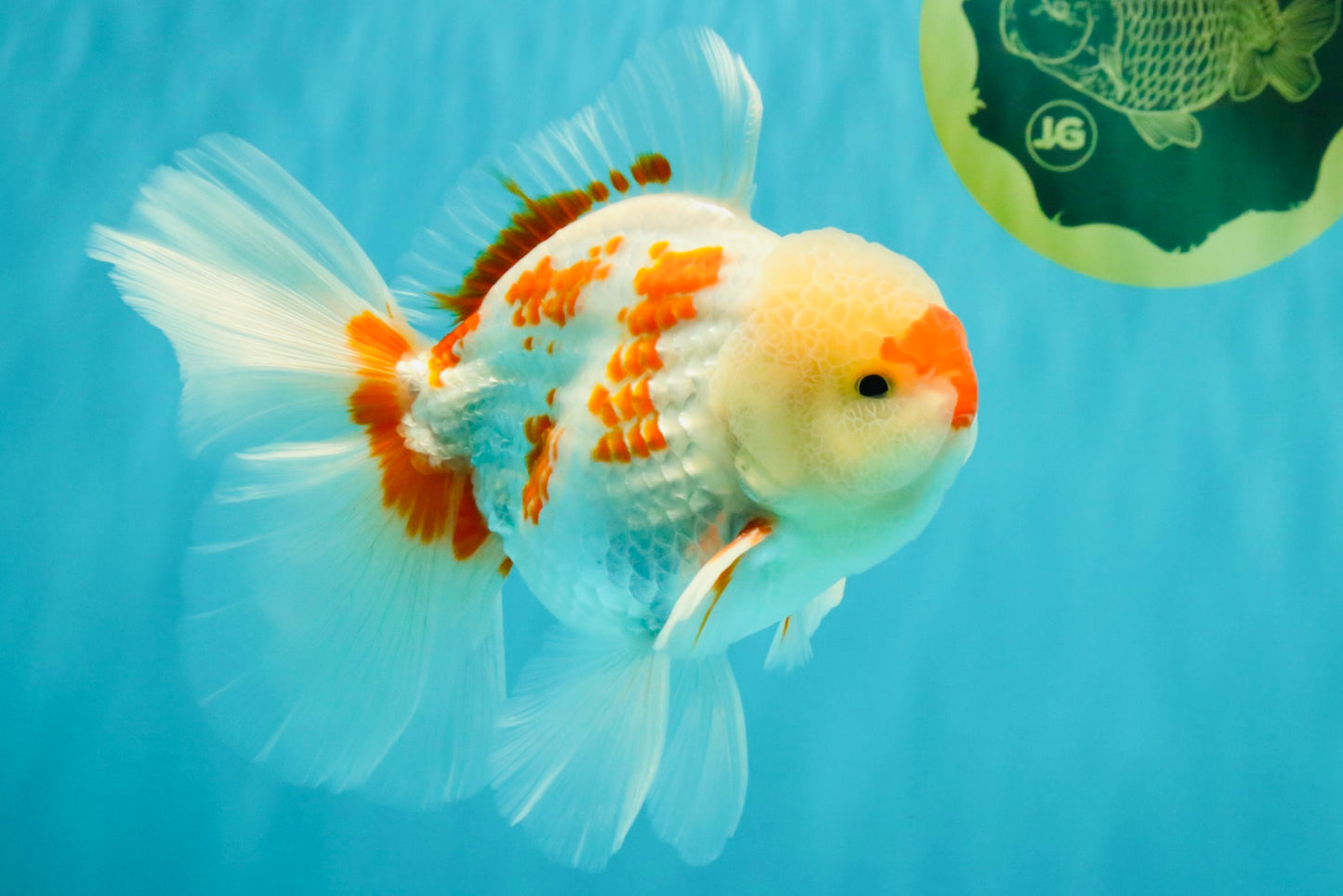 AAA Grade Red White Oranda Male 5.5-6 inches #072426OR_10