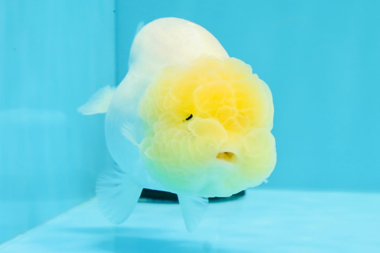 A Grade White LionQueen 4-4.5 inches #030626LC_02