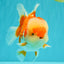 AAA Grade Red White Oranda Male 5.5-6 inches #071726OR_21