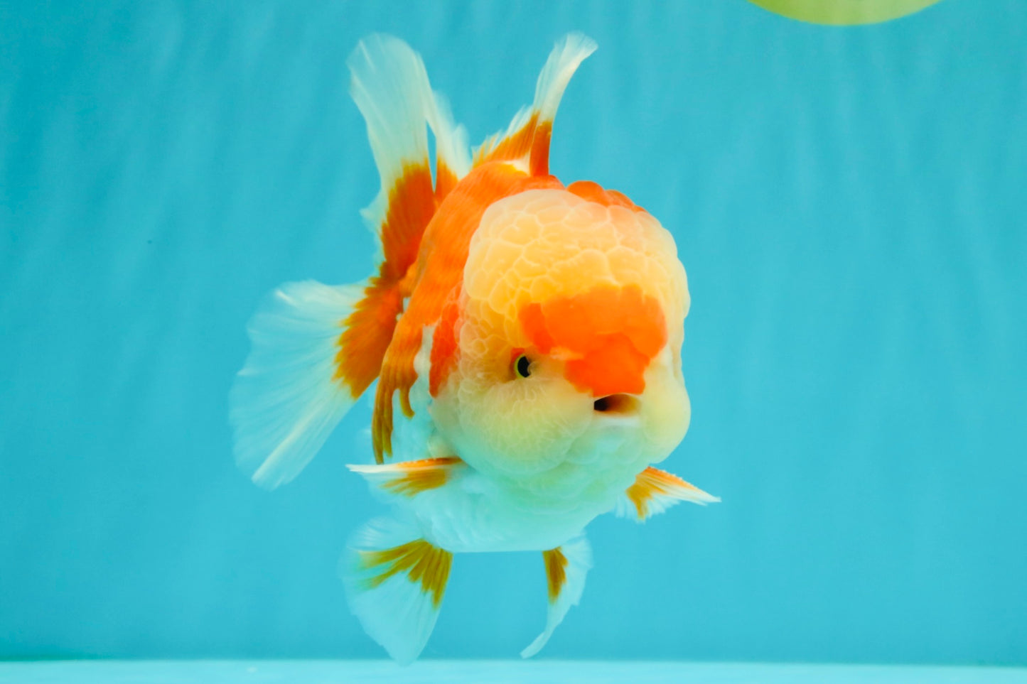 AAA Grade Red White Oranda Male 5.5-6 inches #071726OR_21