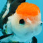 Tricolor Button Eyes Oranda Female 5 inches #121324OR_19