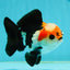 A Grade Tricolor Button Eyes Yuanbao Male 4-4.5 inches #112224YB_31