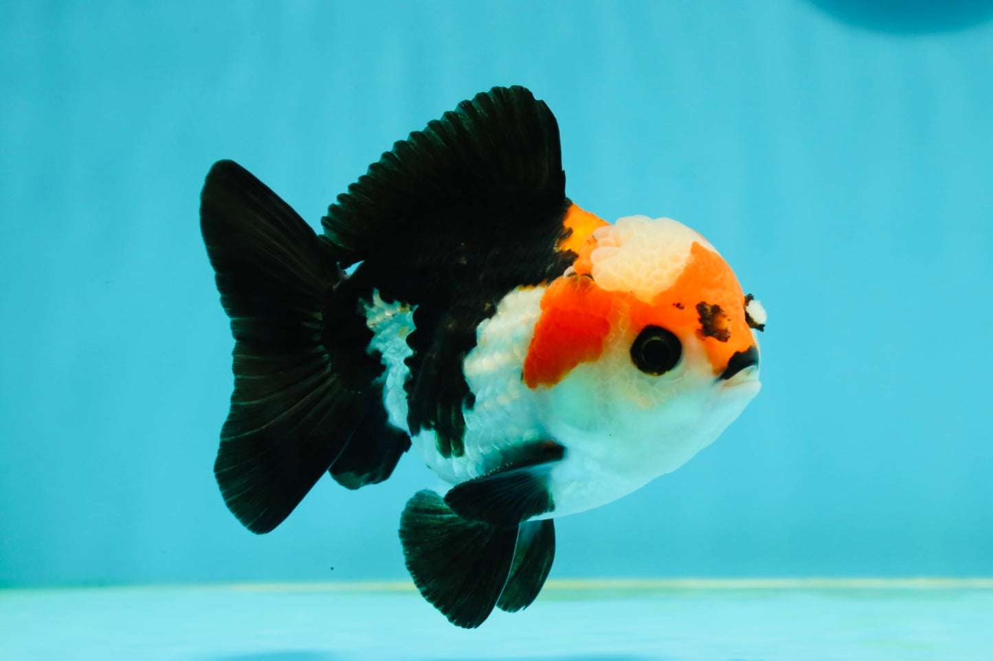 A Grade Tricolor Button Eyes Yuanbao Male 4-4.5 inches #112224YB_31