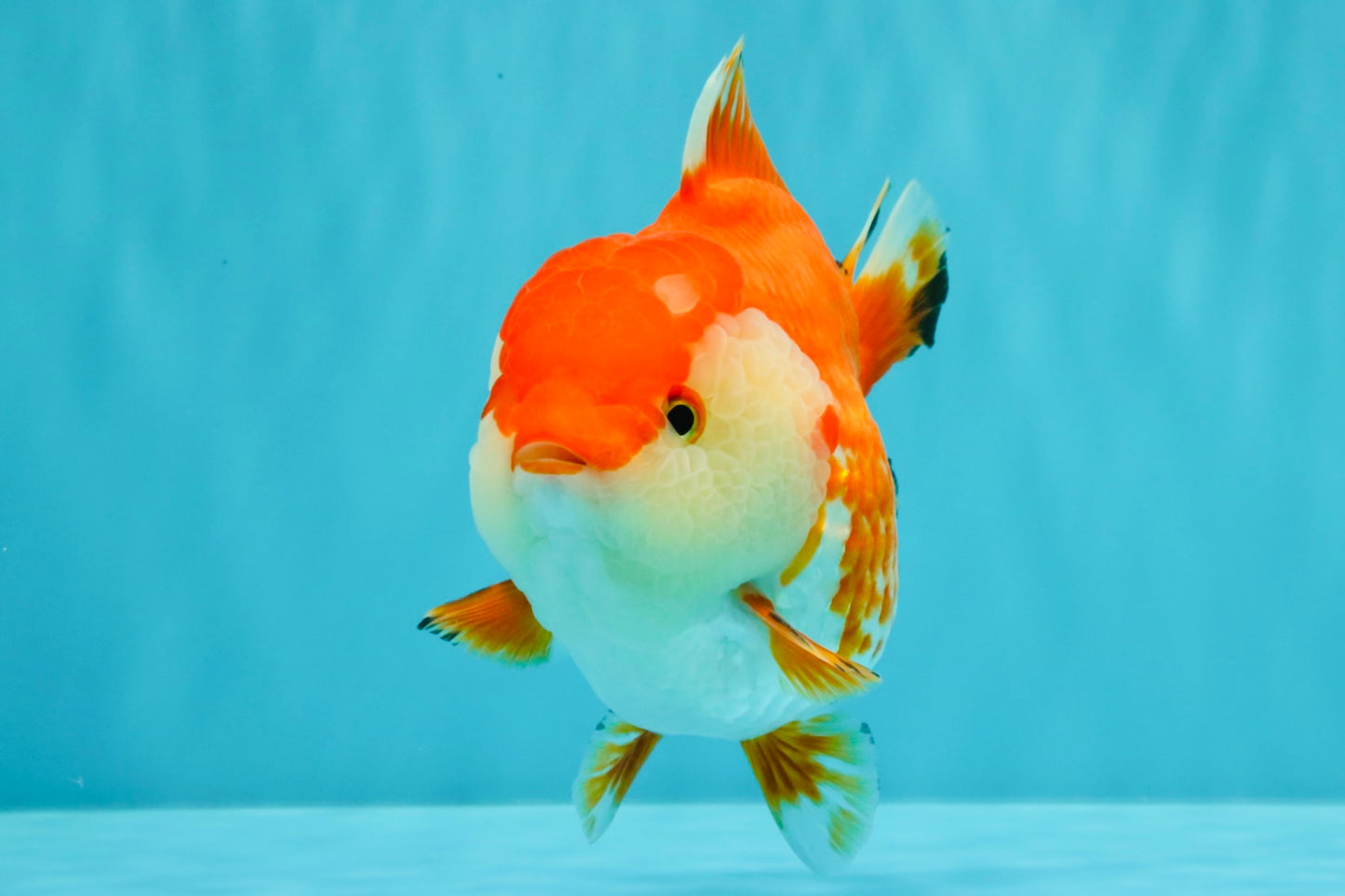 A Grade Red White Yuanbao Female 5.5 inches #031326YB_15