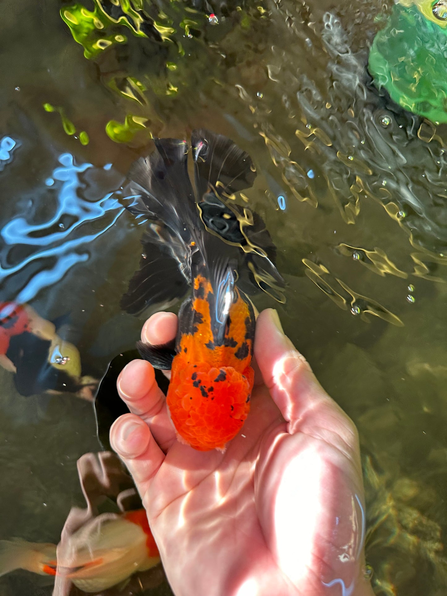 A Grade Apache (Black Red) Tricolor Oranda Male 5 inches #110824OR_10