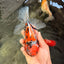 A Grade Beautiful Marble CalicoOranda Male 6-6.5 inches #061926OR_21