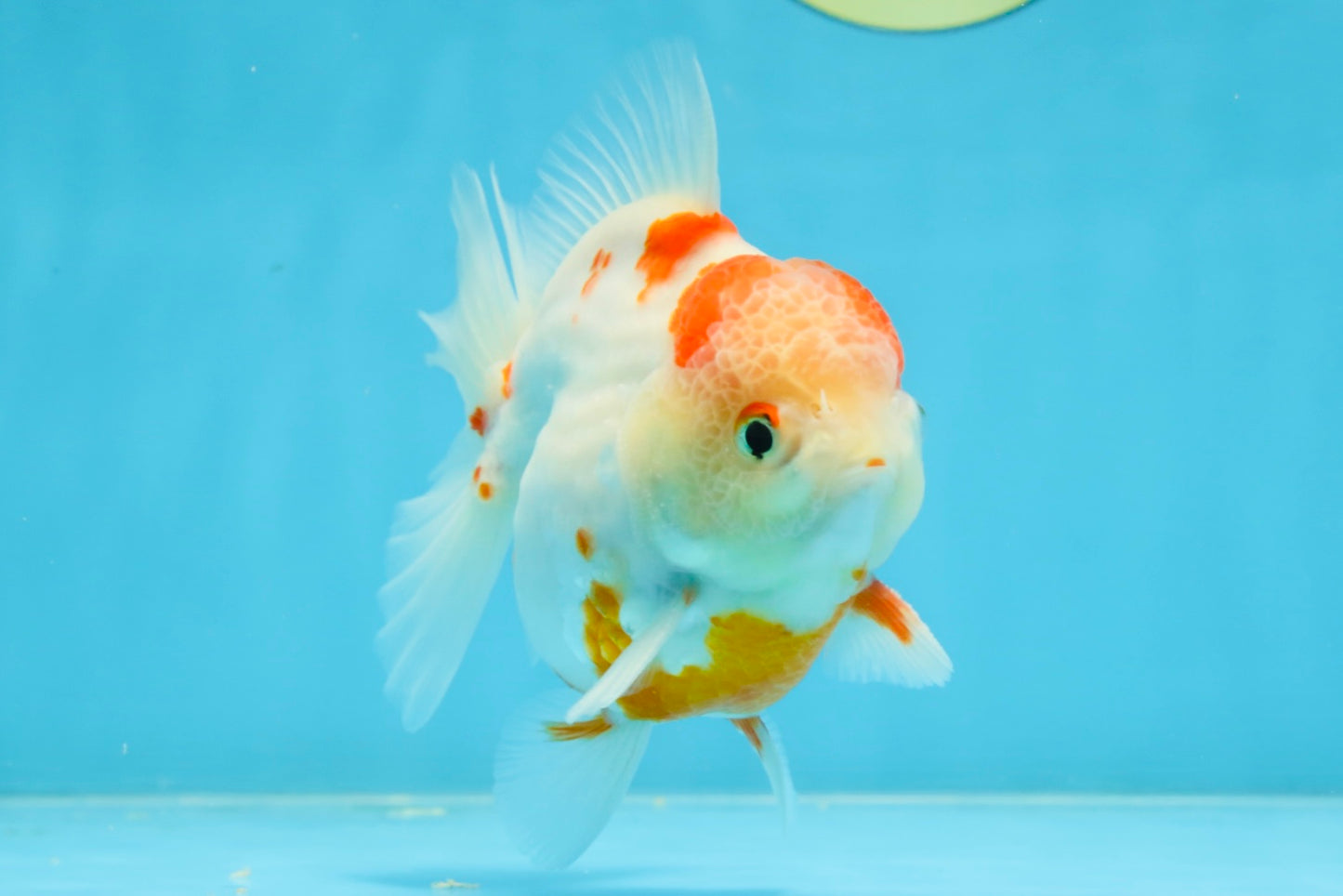 AAA Grade Sakura Kohaku Yuanbao Male 4.5 inches #101025YB_30