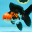 ADORABLE A Grade Tricolor Oranda Male 5-5.5 inches #082225OR_16