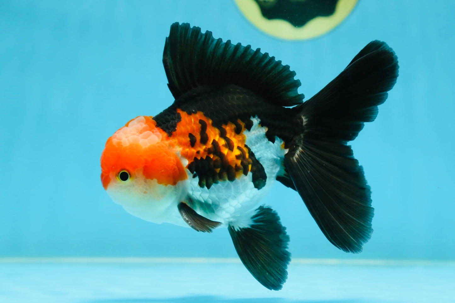 ADORABLE A Grade Tricolor Oranda Male 5-5.5 inches #082225OR_16