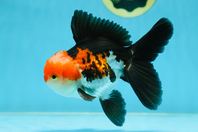 ADORABLE A Grade Tricolor Oranda Male 5-5.5 inches #082225OR_16