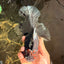 CHONKY A Grade Kirin Oranda Male 6.5-7 inches #071026OR_34