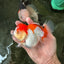 Red White Oranda Female 5 inches #110124OR_04