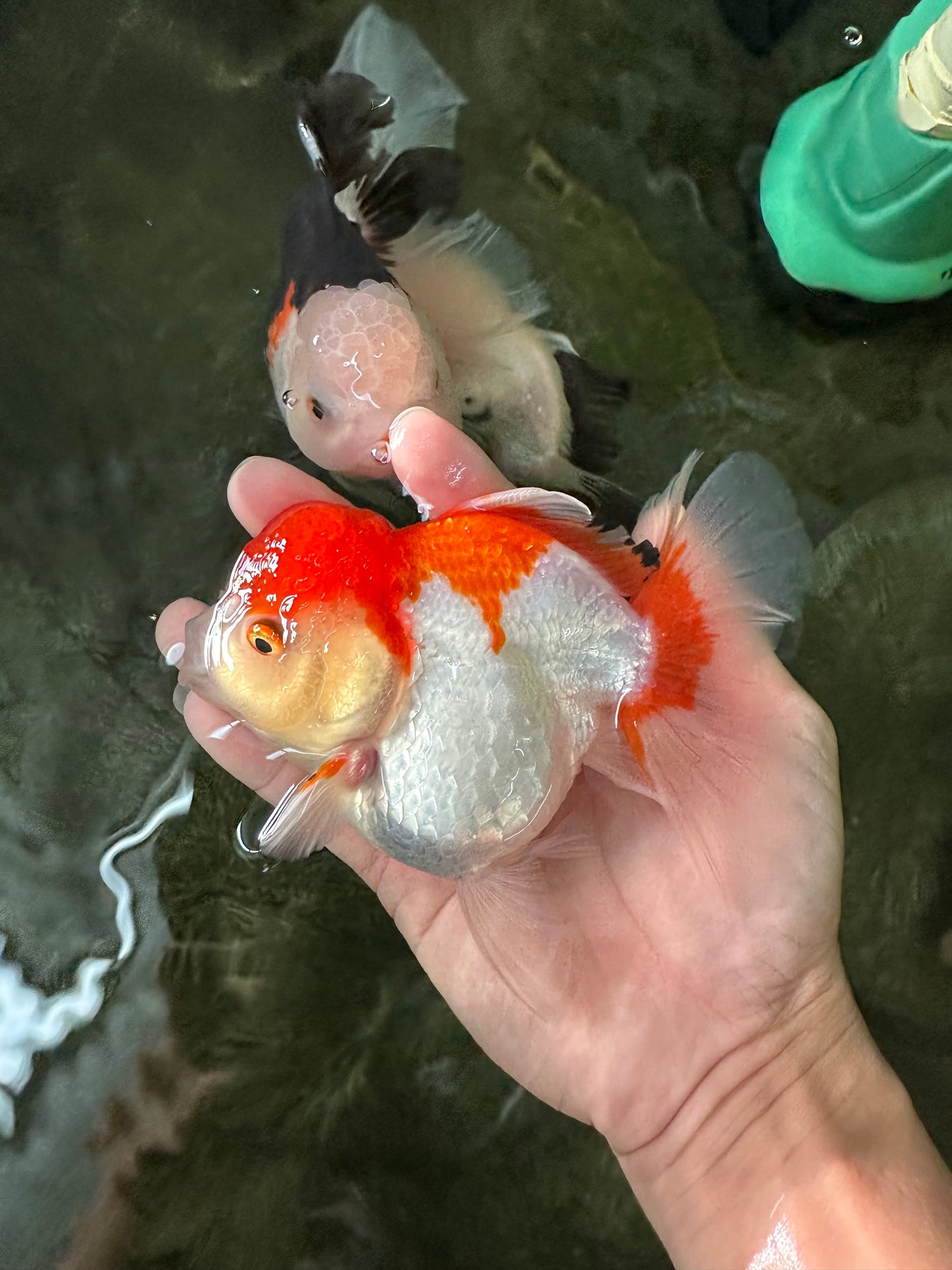 Red White Oranda Female 5 inches #110124OR_04