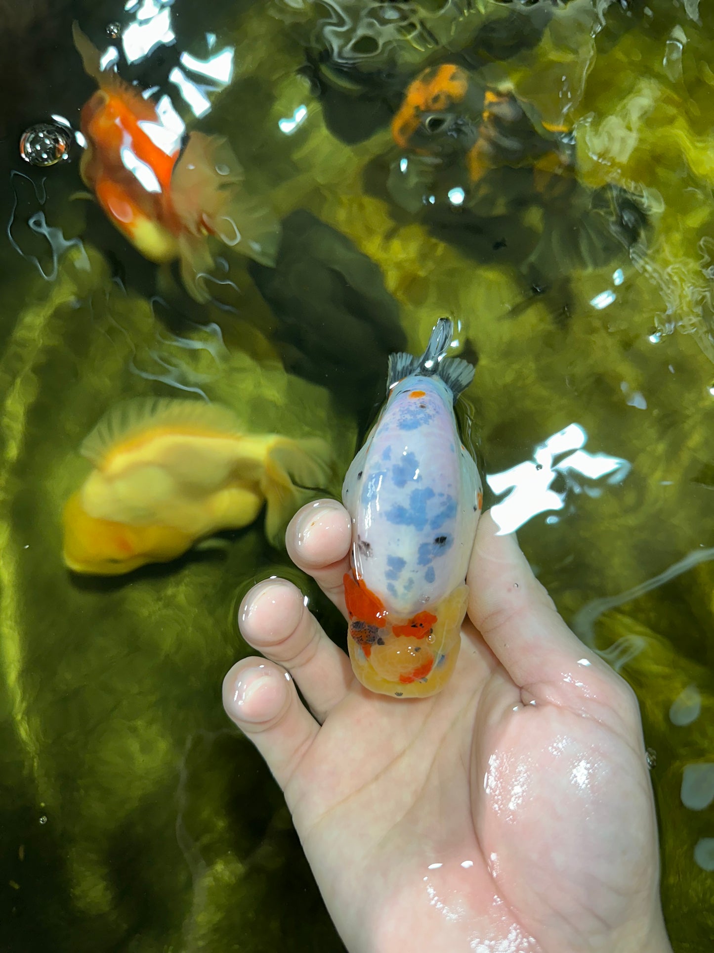 A Grade Cow Tricolor LionQueen 4 inches #050925LC_08