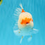 FLUFFY WEN Red White Oranda Male 6.5 inches #040326OR_11