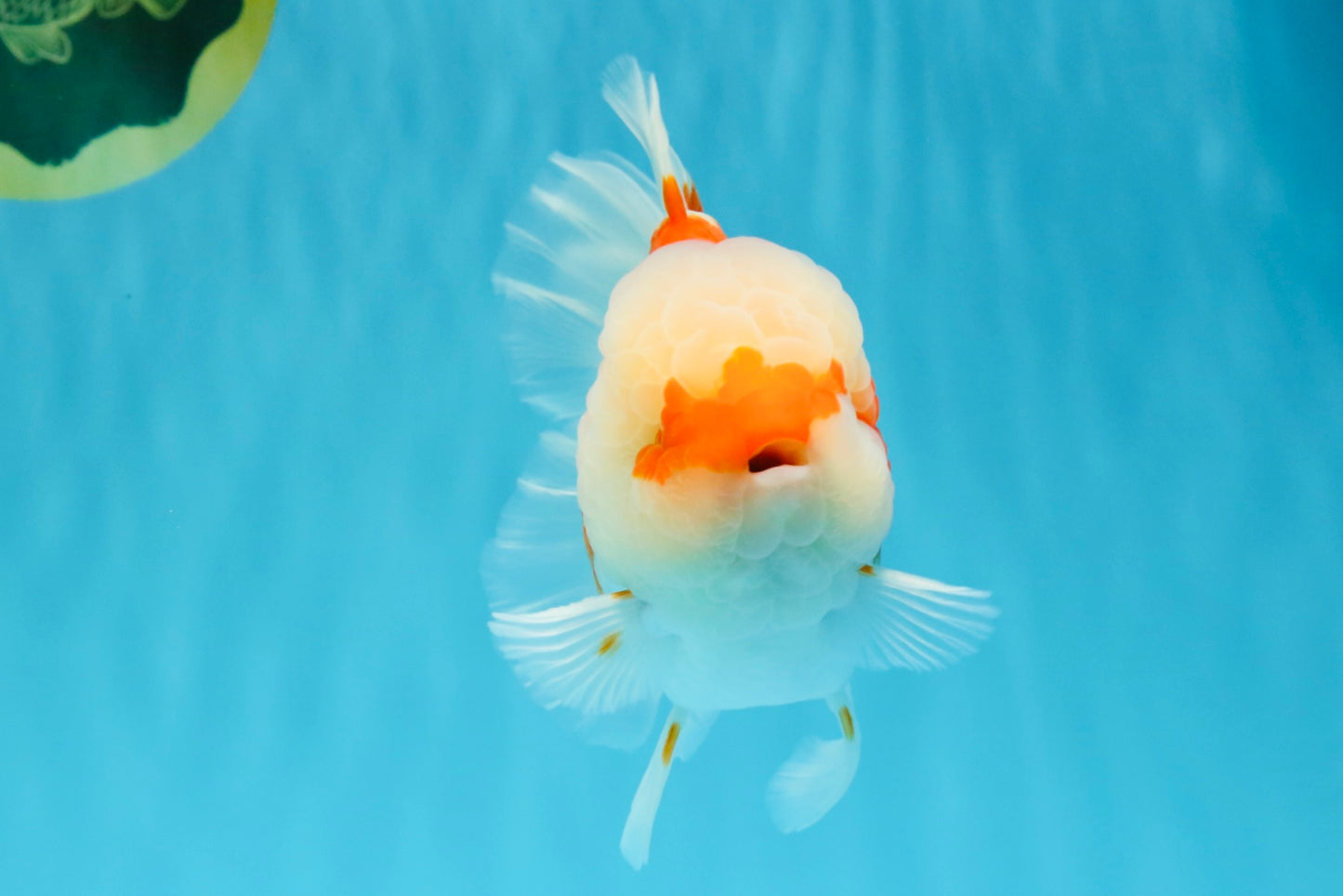 FLUFFY WEN Red White Oranda Male 6.5 inches #040326OR_11