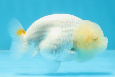 SNOW WHITE A Grade White LionQueen 3.5-4 inches #112825LC_05