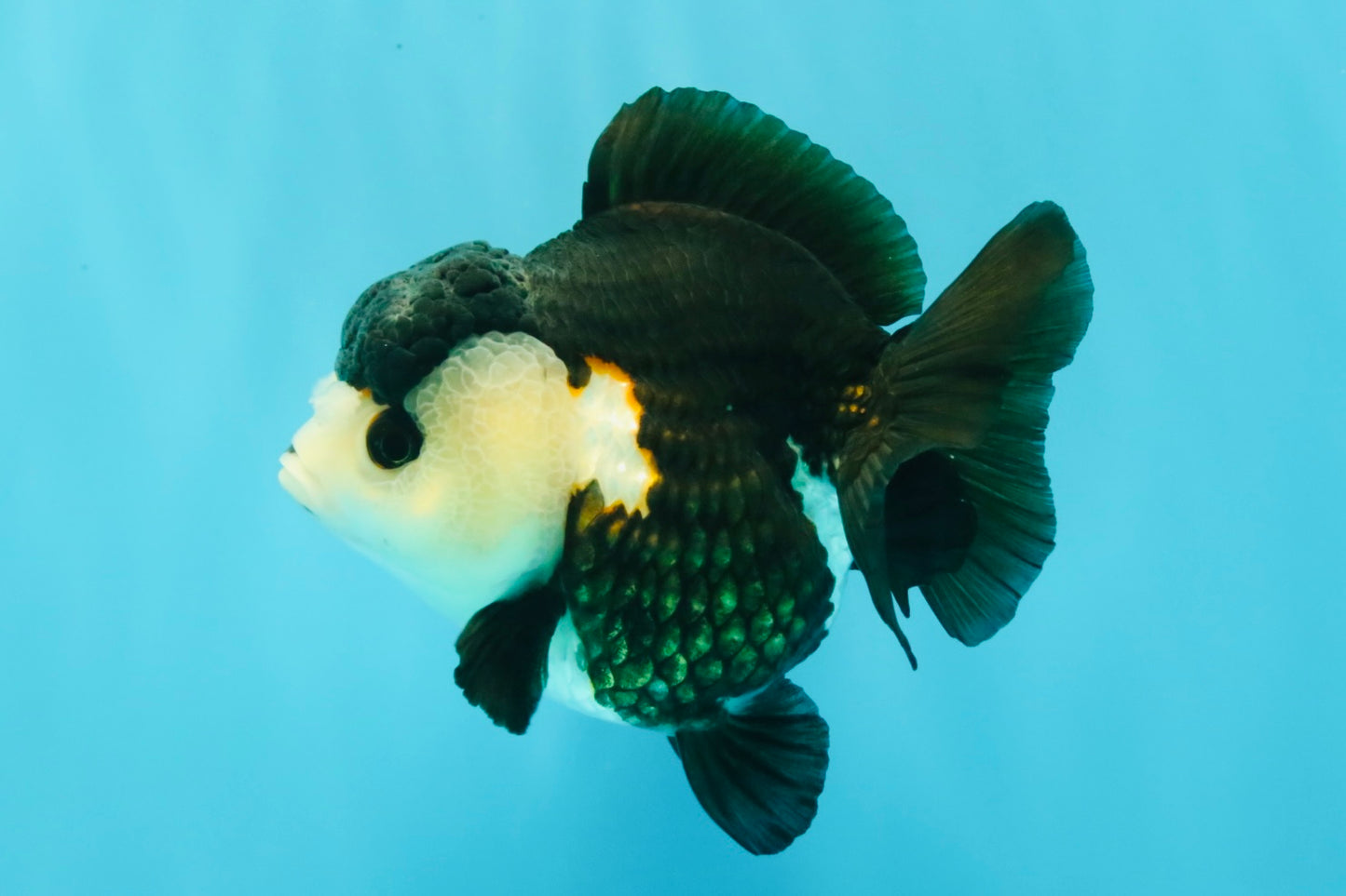 ADORABLE Pom Pom Panda Yuanbao Female 4 inches #031326YB_14