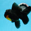 AAA Grade Apache Oranda Female 5 inches #0913OR_18