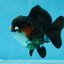 Pompom Tricolor Yuanbao Male 4 inches #060625YB_09