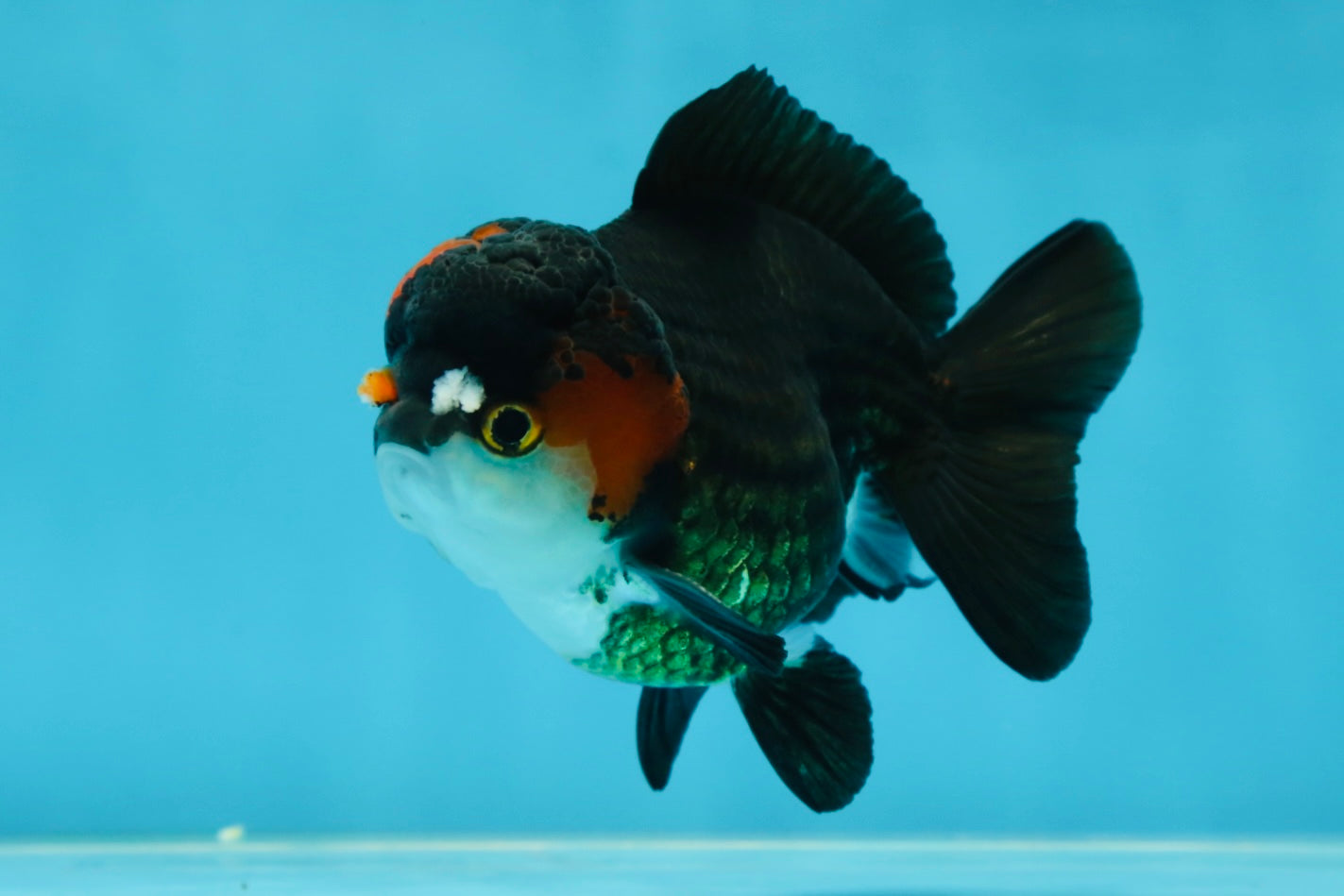 Pompom Tricolor Yuanbao Male 4 inches #060625YB_09