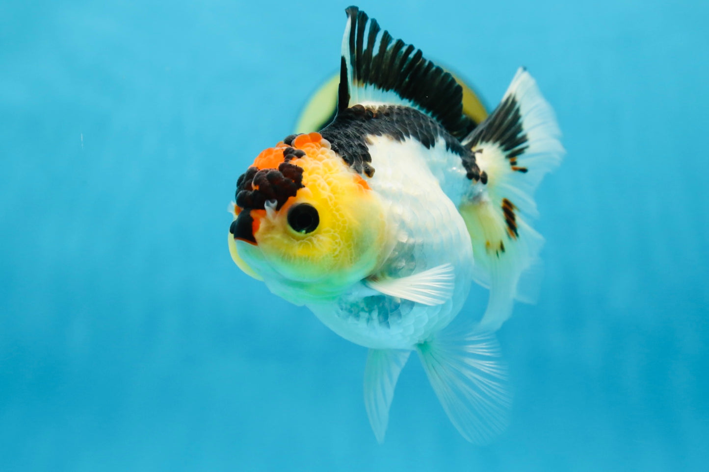 Adorable Tricolor Button Eyes Oranda Female 5 inches #080825OR_13