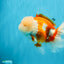 OLAF A Grade Red White Oranda Male 6 inches #040326OR_14
