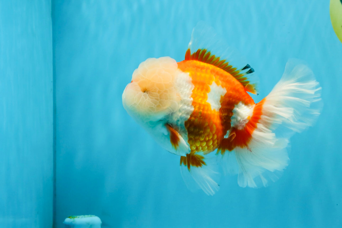 OLAF A Grade Red White Oranda Male 6 inches #040326OR_14