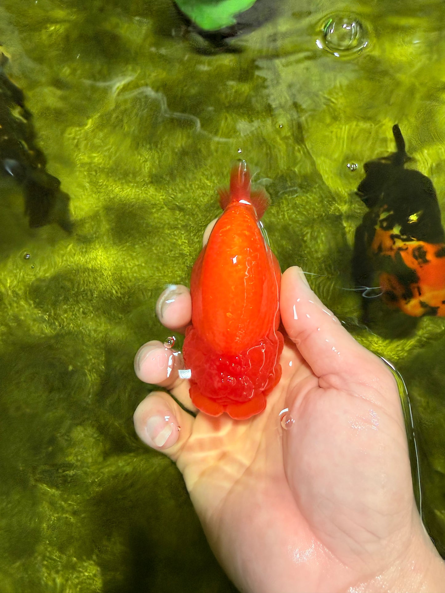 CHUBBY AAA Grade Red White LionQueen 4  inches #022026LC_16