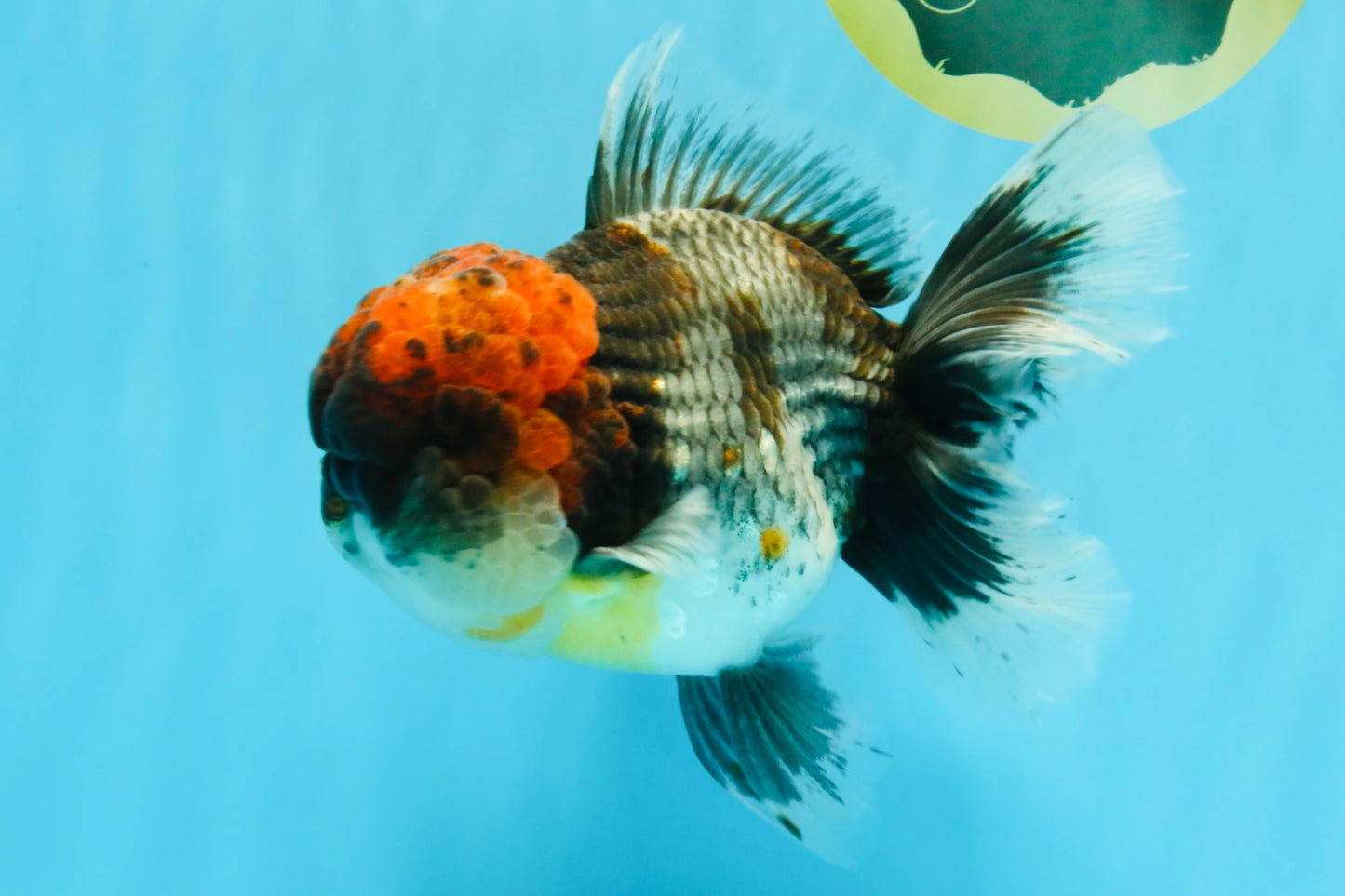 BULLDOG AAA Grade Red Head Kirin Calico Oranda Male 6.5 inches #022026OR_06