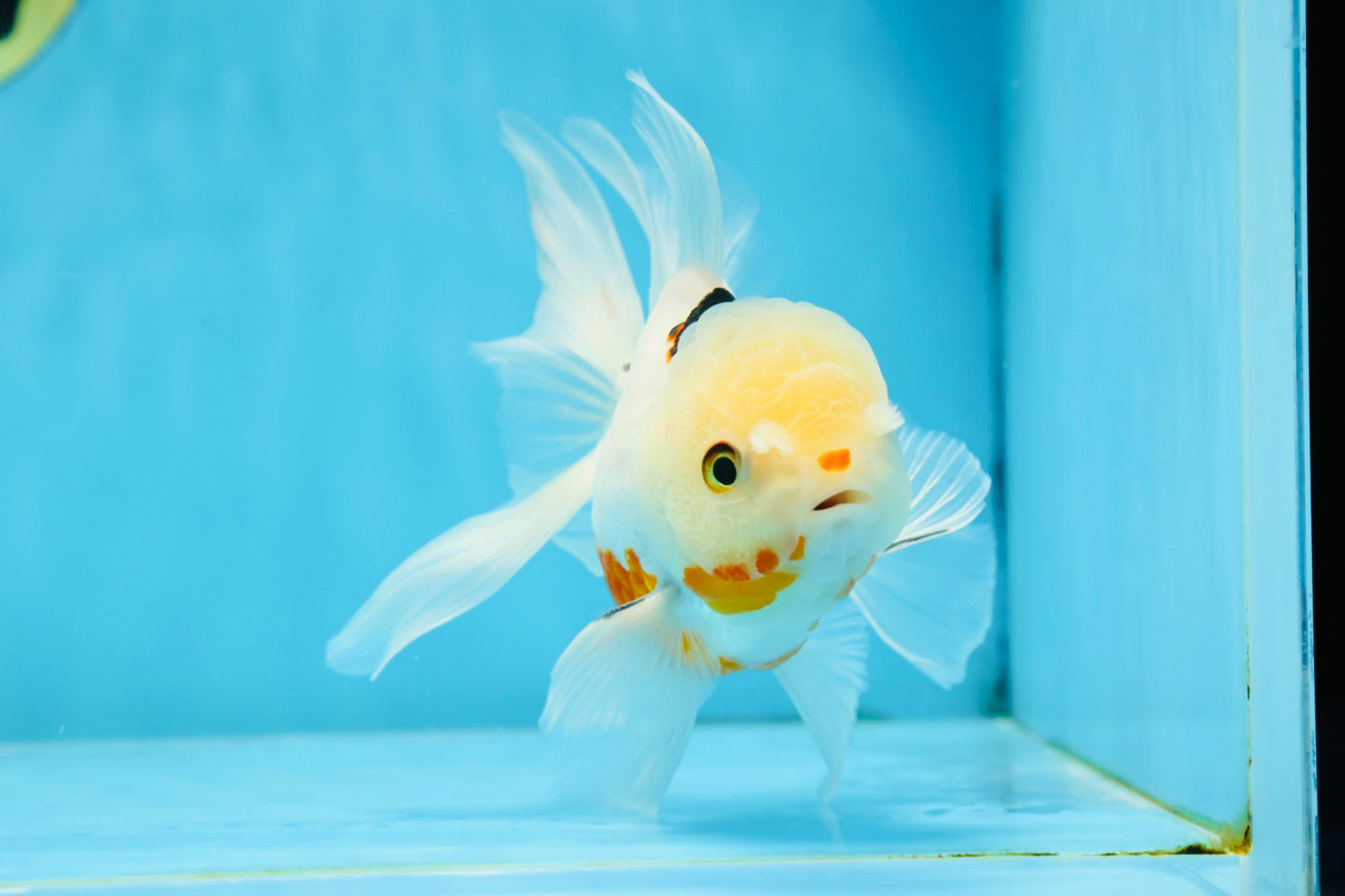 A Grade Tricolor Oranda Male 5.5 inches #070425OR_15