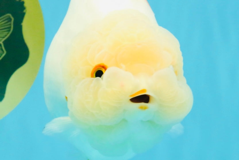 Sakura Chinese Ranchu Female 5.5 inches #022726RC_21 – Jimmy Goldfish