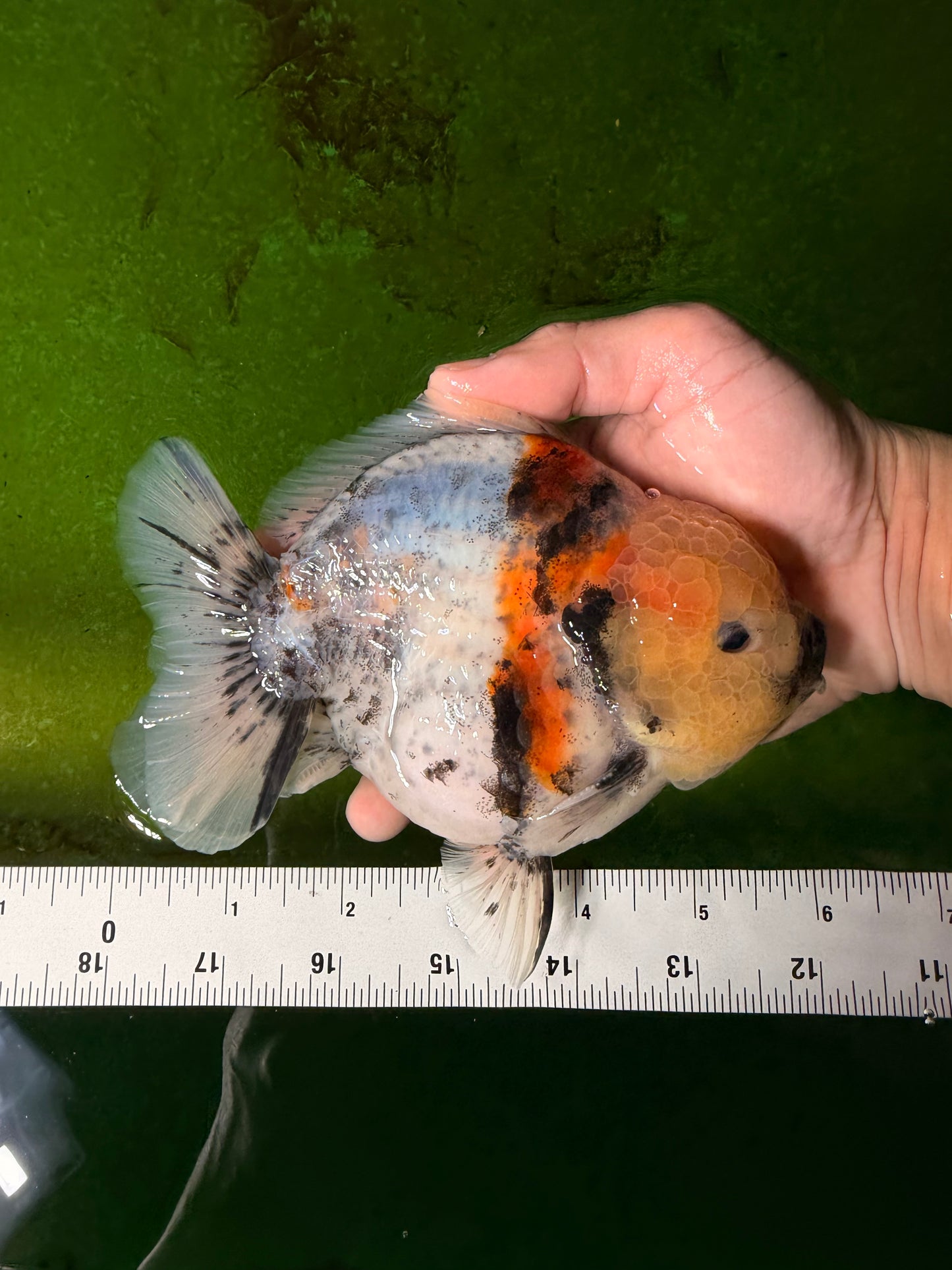 AAA Grade Marble Yuanbao Male 5.5-6 inches #041026YB_25