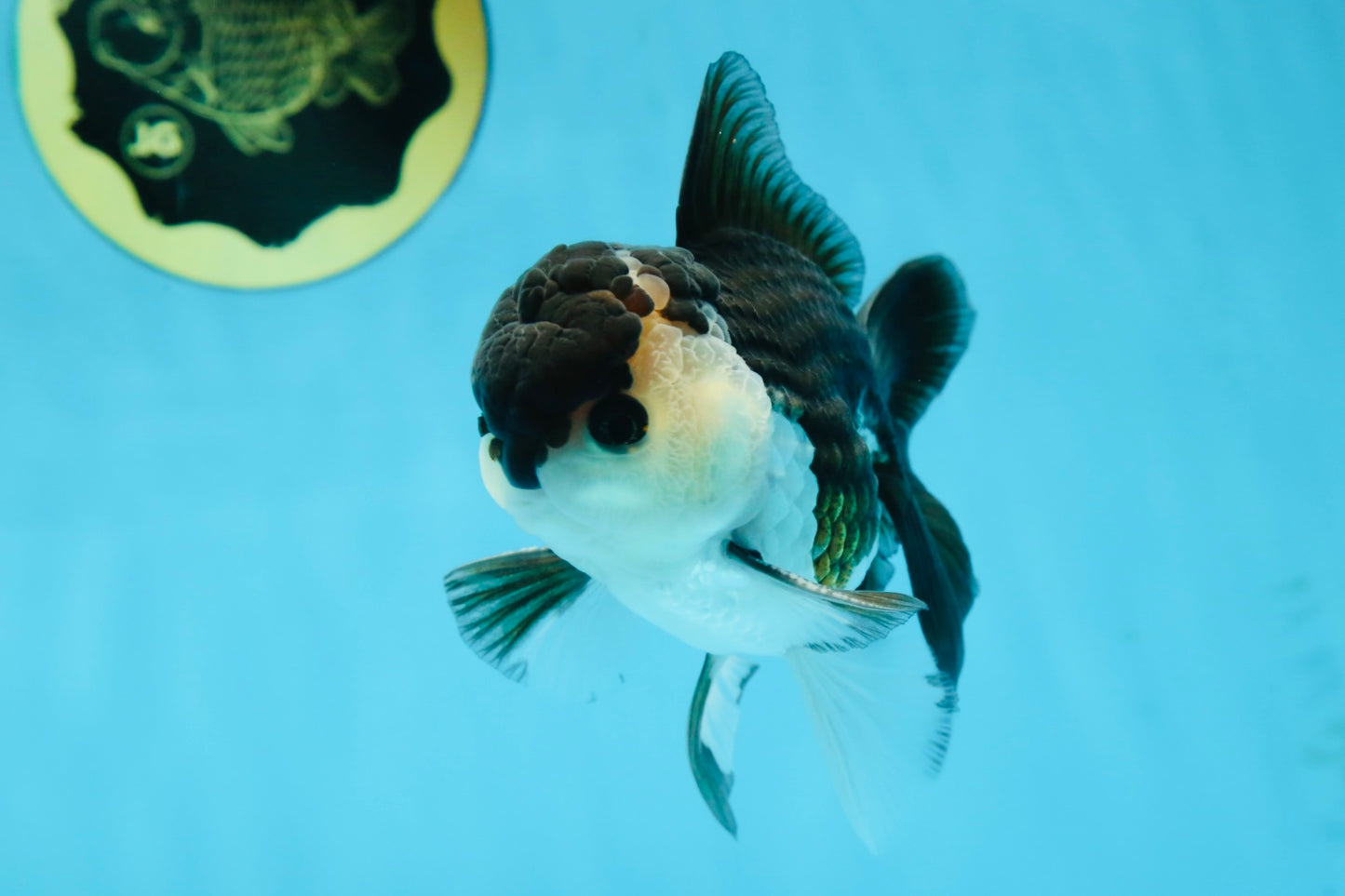 A Grade Young Panda Button W Oranda Male 4.5-5 inches #061325_06